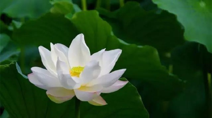 獨尊湛現：要區分正法與邪法