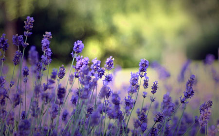 印光大師：學佛後境遇不佳該如何做