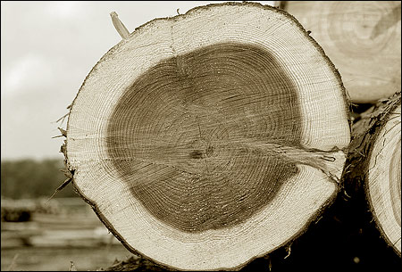 濟群法師：色不異空，空不異色