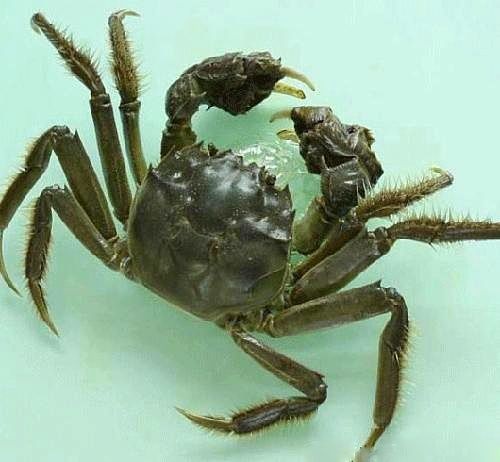 圓滿放生：適合干法暫養的河蟹放生3.1.3（8）