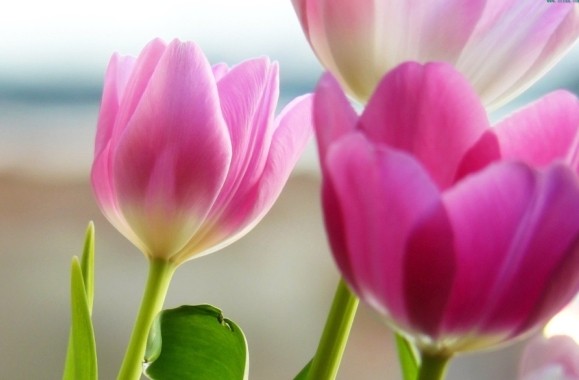 達真堪布：在家修行和出家修行有何區別?