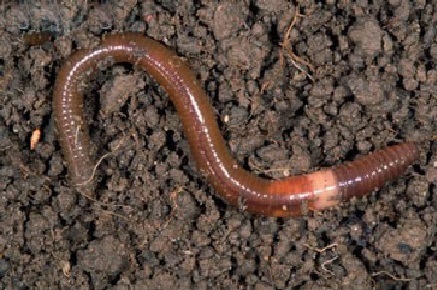 圓滿放生：常見動物蚯蚓放生3.5（3）