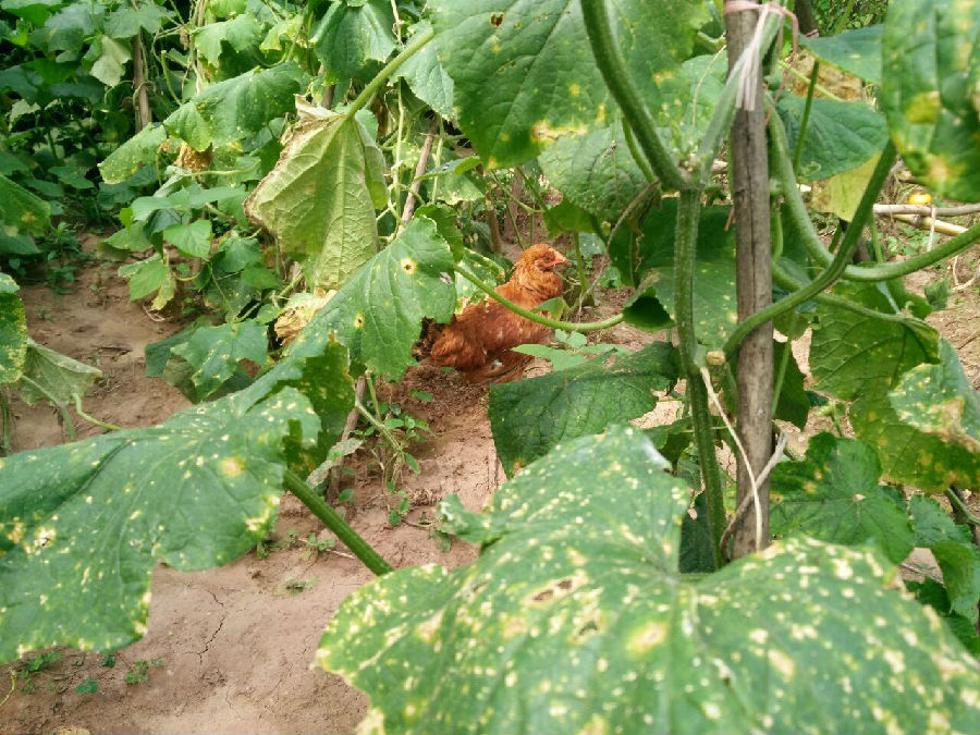 我學佛救了這兩隻雞生命的親身經歷