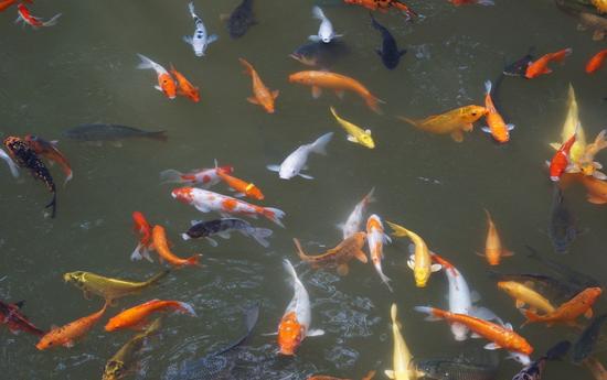 很多人批評「放生就是放死」，這有什麼意義？