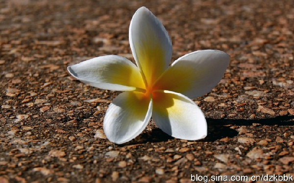 達真堪布：怎樣理解眾生和世界的無常