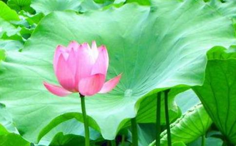 《楞嚴經》里辨別邪師的方法