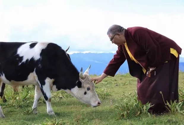 嘎瑪仁波切：除了放生以外，還有一種簡便易行的令旁生不墮惡趣的方法