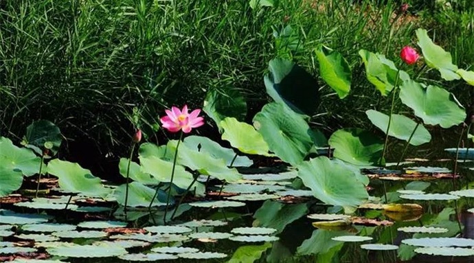 獨尊湛現：如何正確助送往生？