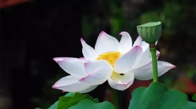 獨尊湛現：如何化解人生的困惑與煩惱