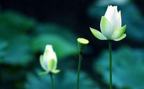 《心經》雲：「度一切苦厄」 人生有哪些「苦」呢？