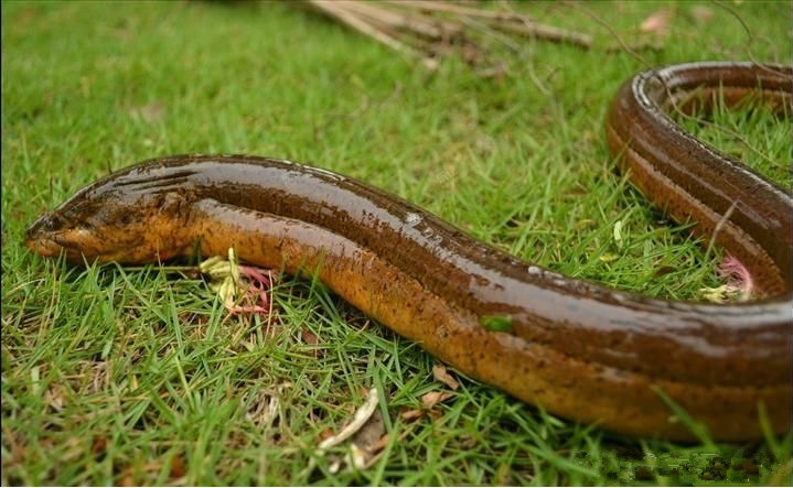 圓滿放生：適合干法暫養的鱔魚放生3.1.3（1）