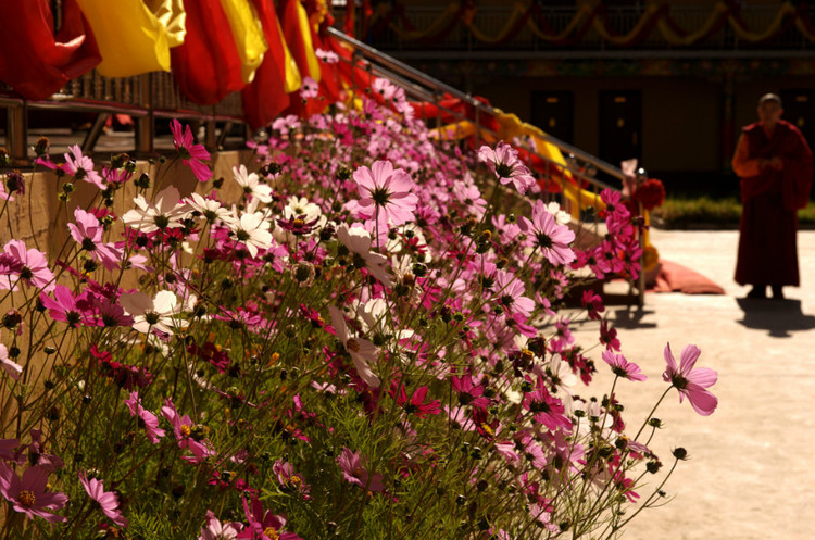 達真堪布：怎麼才能使家人也信佛呢