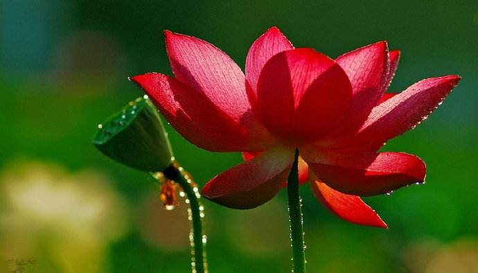 宏圓法師：《普賢行願品》隨喜功德之一