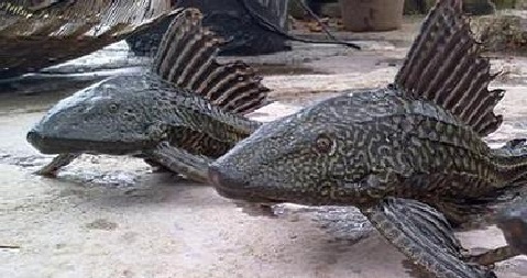 圓滿放生：外來動物清道夫魚放生3.4.3（5）