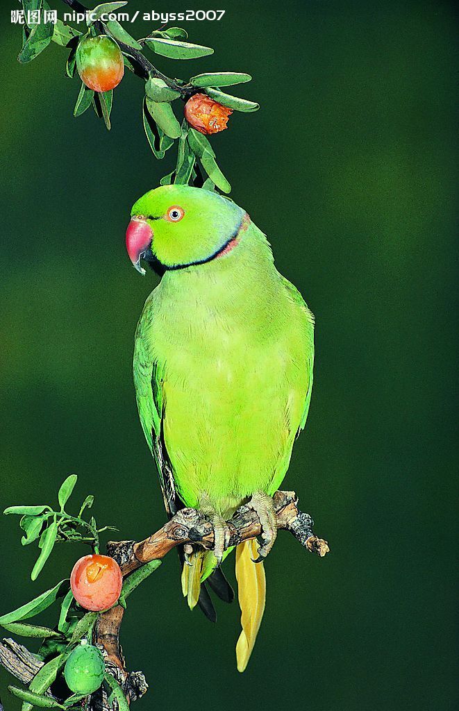 素食之界定、識別常識，你知道嗎？