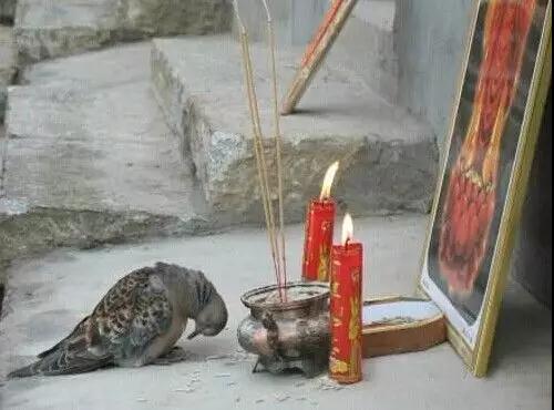 一名廚師的懺悔：我寧死，也絕不再殺生！