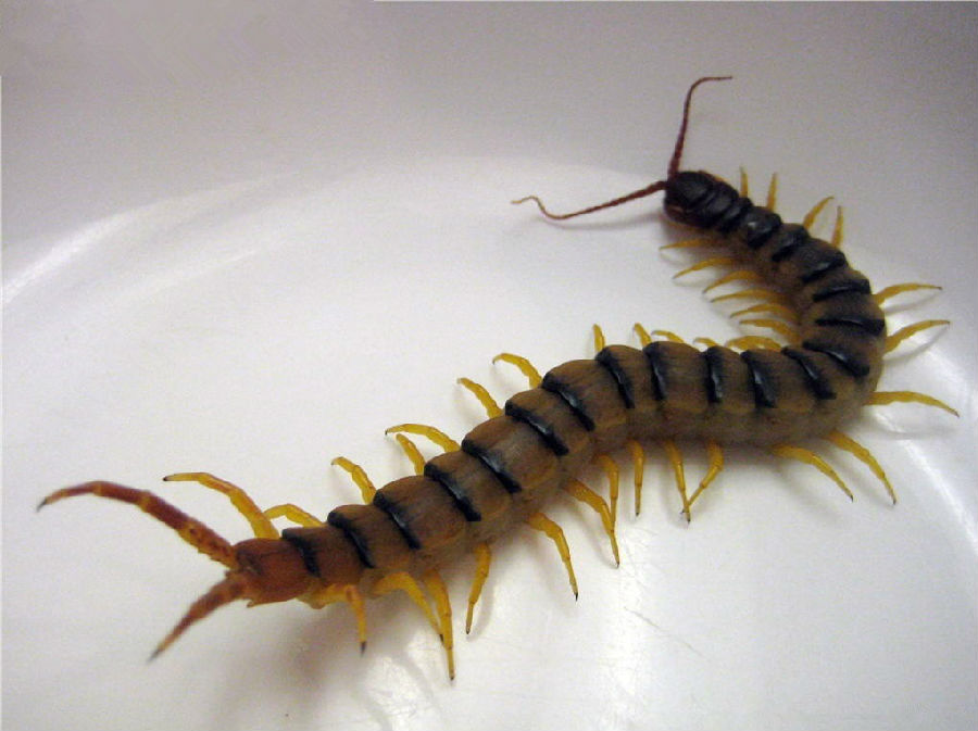 圓滿放生：常見動物蜈蚣放生3.5（4）