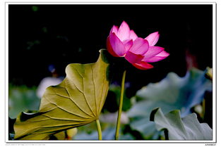 慧廣法師：怎樣在有限的生命中永遠幸福