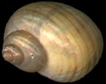 圓滿放生：外來動物福壽螺放生3.4.3（2）