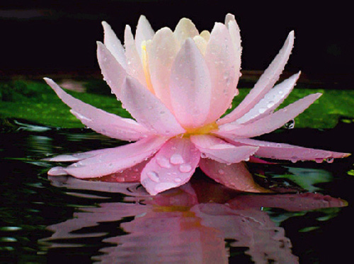 達摩法語：夫念佛者，當須正念