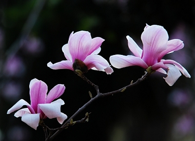 陷入情感糾葛中是業力還是無明？