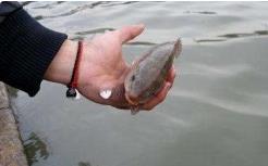 放生屬於布施嗎？屬於什麼布施呢？