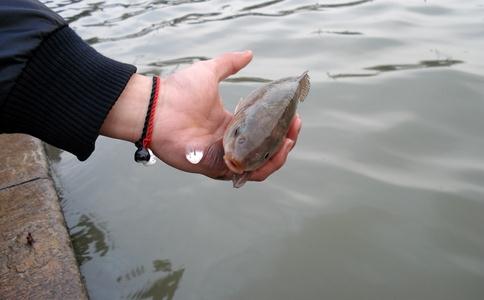 佛子文摘：放生是得福報最快的方法