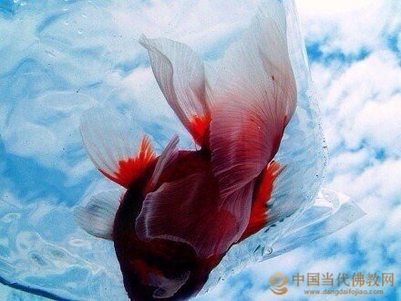 圓因法師：淺釋放生