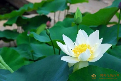 凈界法師：佛法的修學要先修心再修相