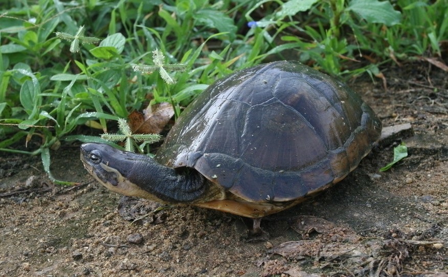 圓滿放生：適合干法暫養的烏龜放生3.1.3（10.1）