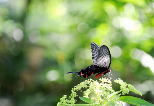 達真堪布：自殺是命中註定的嗎？