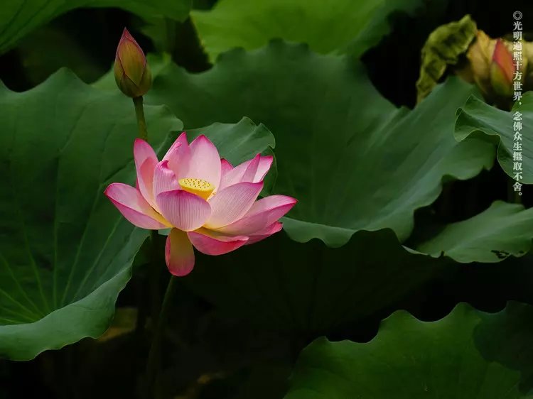 達真堪布：我們該如何正確的放生？