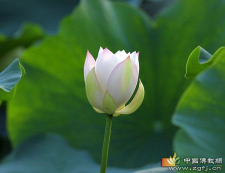 智渡法師：佛門有4的忌諱嗎？