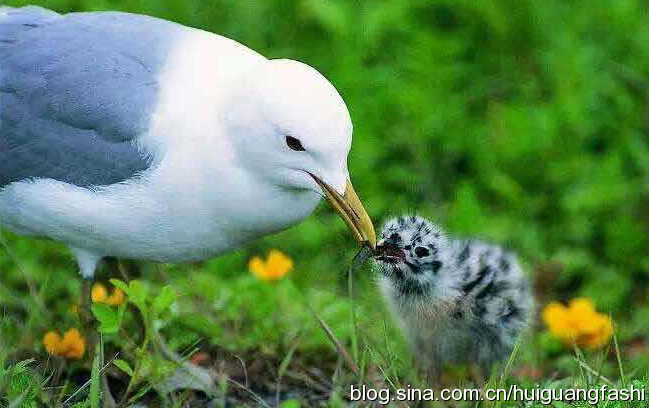 慧廣法師：情執太重怎麼辦啊？