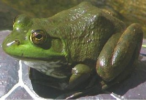 圓滿放生：外來動物牛蛙放生3.4.3（3）