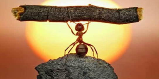 帶著孩子從小培植福報的方法：餵食螞蟻的功德和儀軌