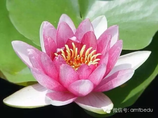 凈土法門法師：凈宗為何用蓮花來表法？