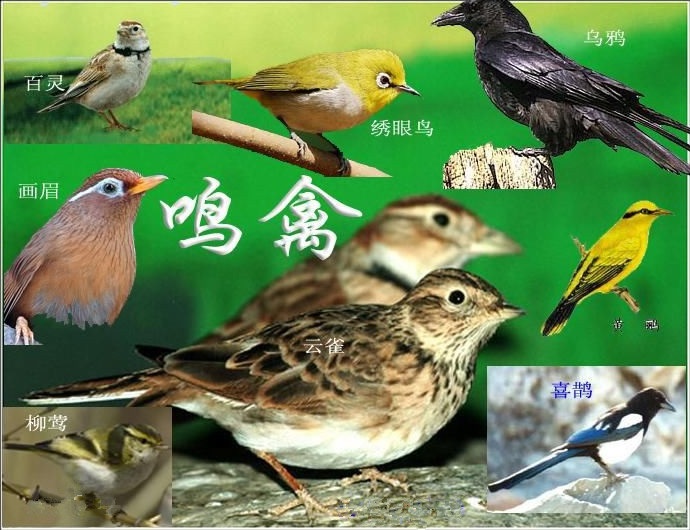 圓滿放生：鳴鳥放生3.2.3.3