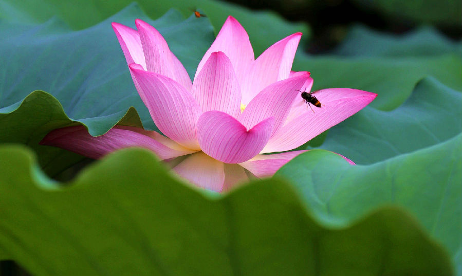 嘎瑪仁波切：男人容易在傲慢上受傷，女人容易在妒忌上受傷