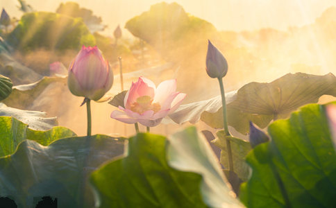 傳喜法師：慈悲與善良有區別嗎？