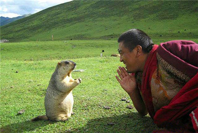 畜生被殺時為它念往生咒,它能否受益?