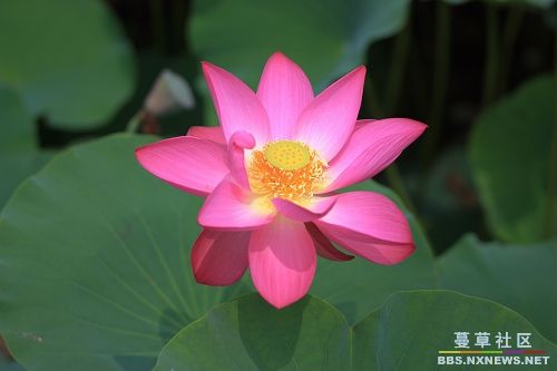 聖嚴法師：生命存在，究竟有何意義？