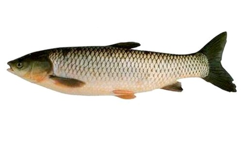 圓滿放生：不耐缺氧的草魚放生3.1.4（3）