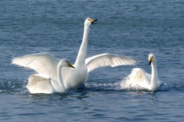 圓滿放生：游禽放生3.2.3.1（1）