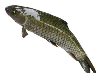 圓滿放生：不耐缺氧的青魚放生3.1.4（5）