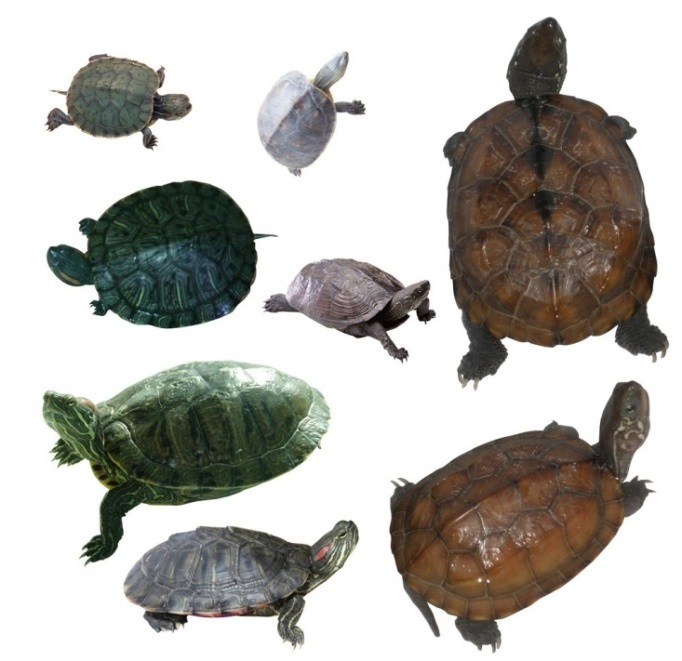 圓滿放生：適合干法暫養的龜類放生3.1.3（10）