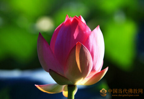 蕅益大師：參究念佛論