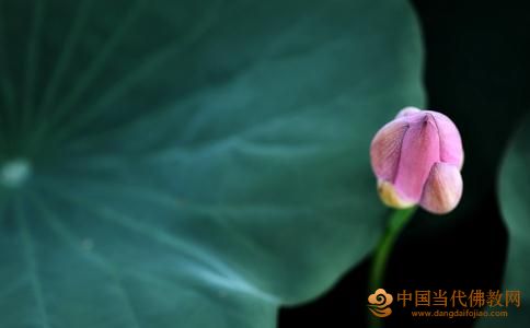 大安法師：念佛一法，頓得成就