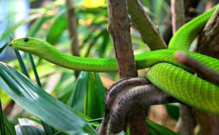 圓滿放生：蛇類放生分類介紹部分3.5（2）