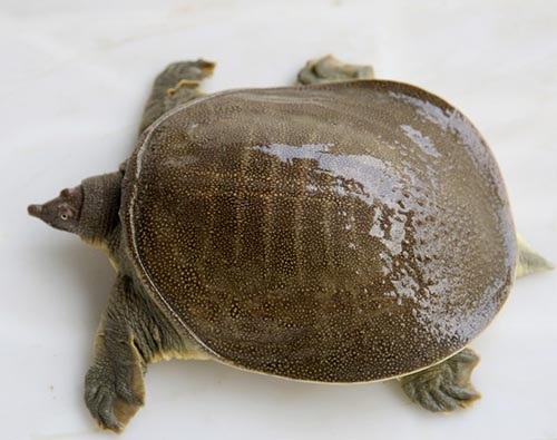 圓滿放生：適合干法暫養的鱉放生3.1.3（9）